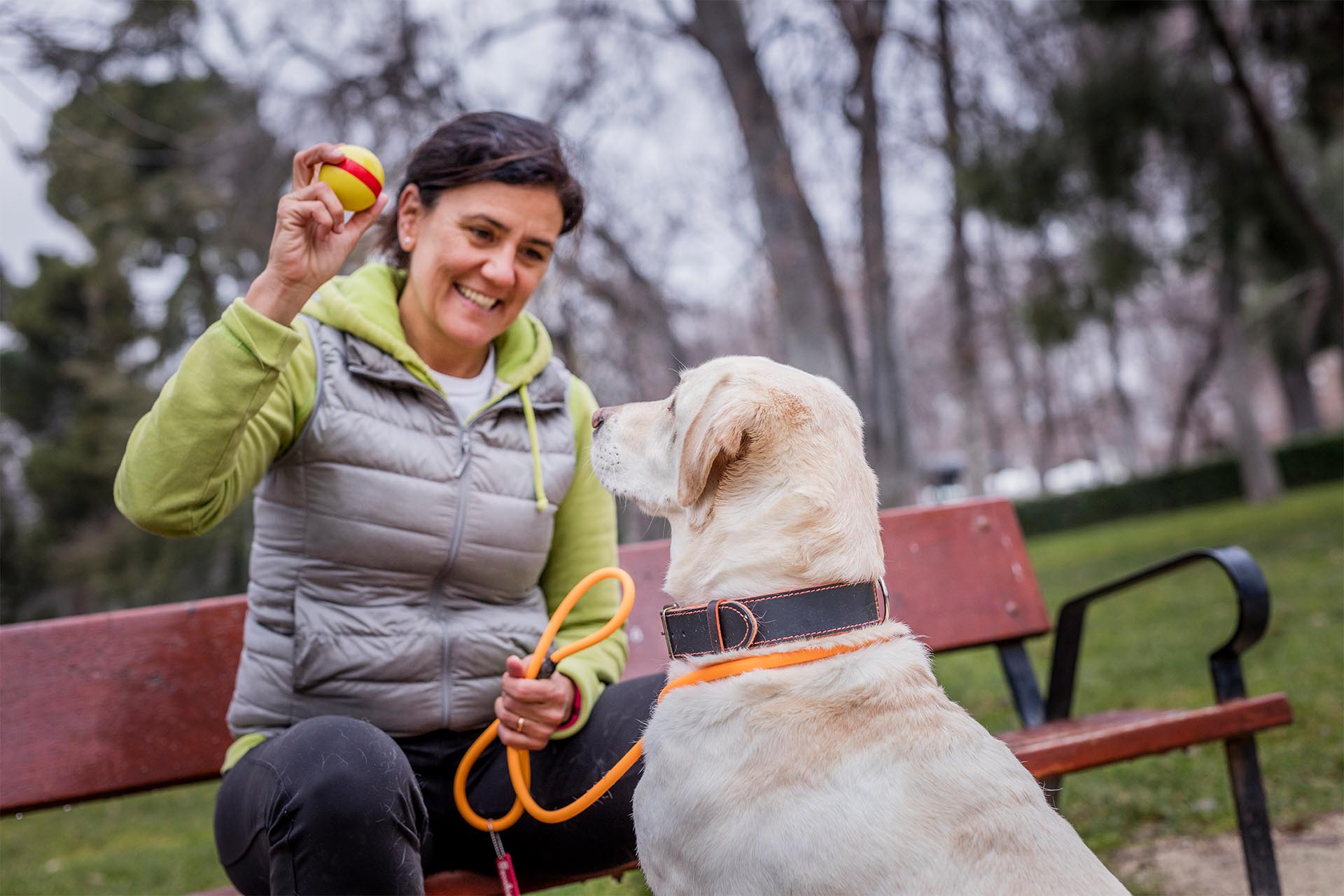 Dog owner holding out a ball for an attentive Labrador