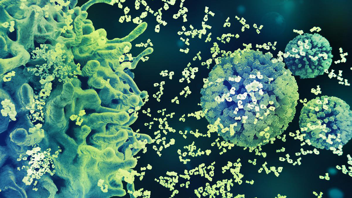 Microscope view of large cells