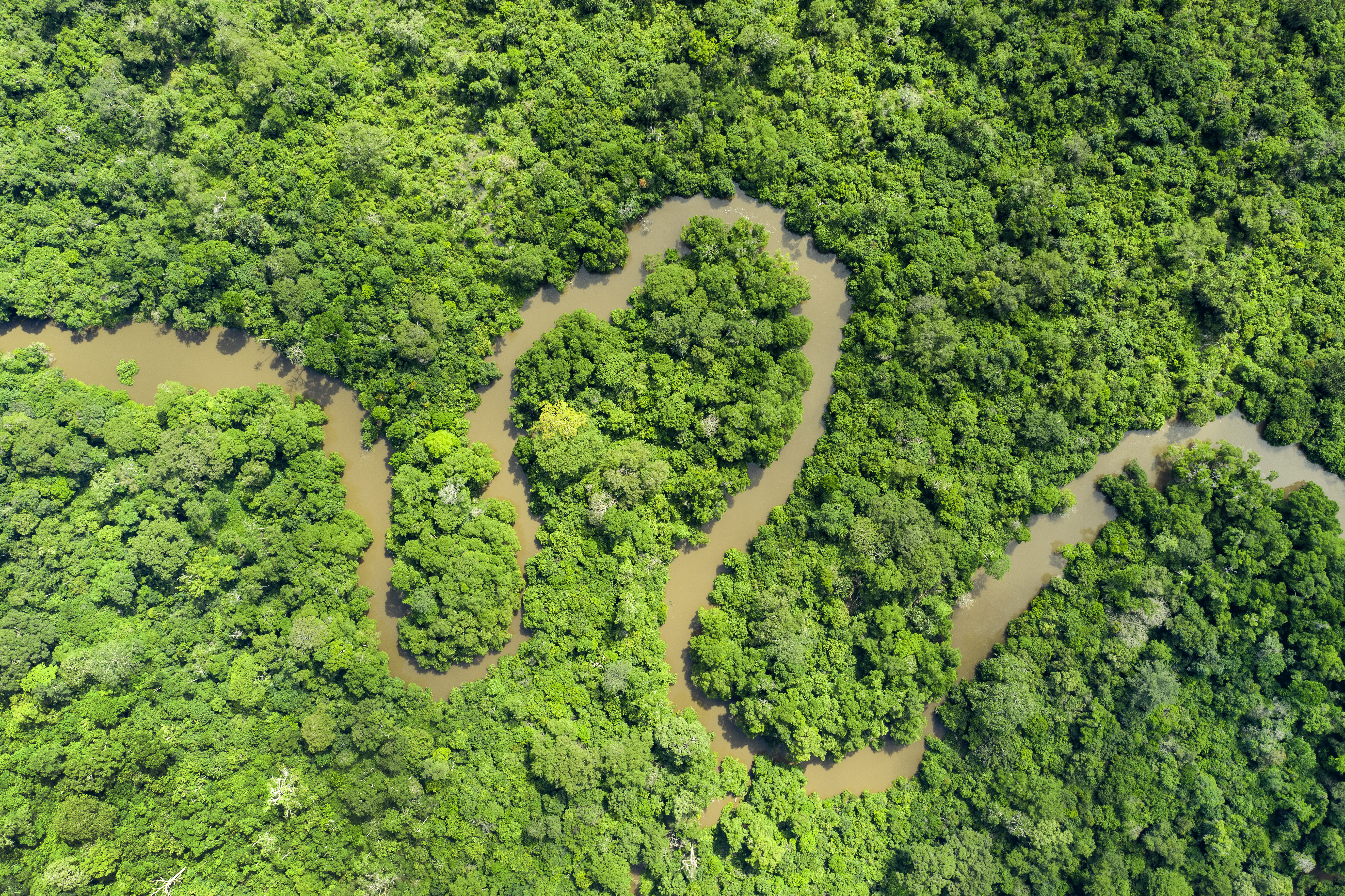 trees with water