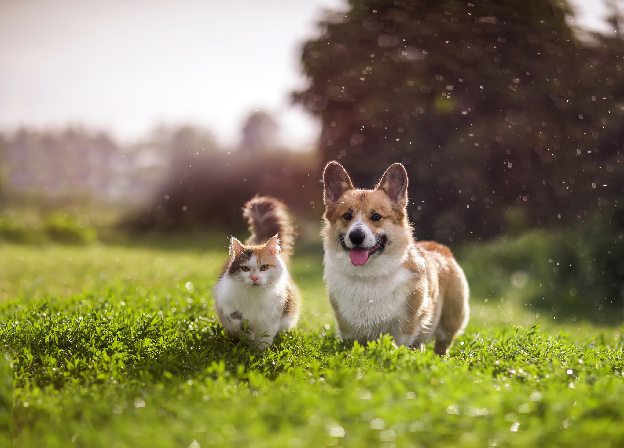 two dogs running on the grass