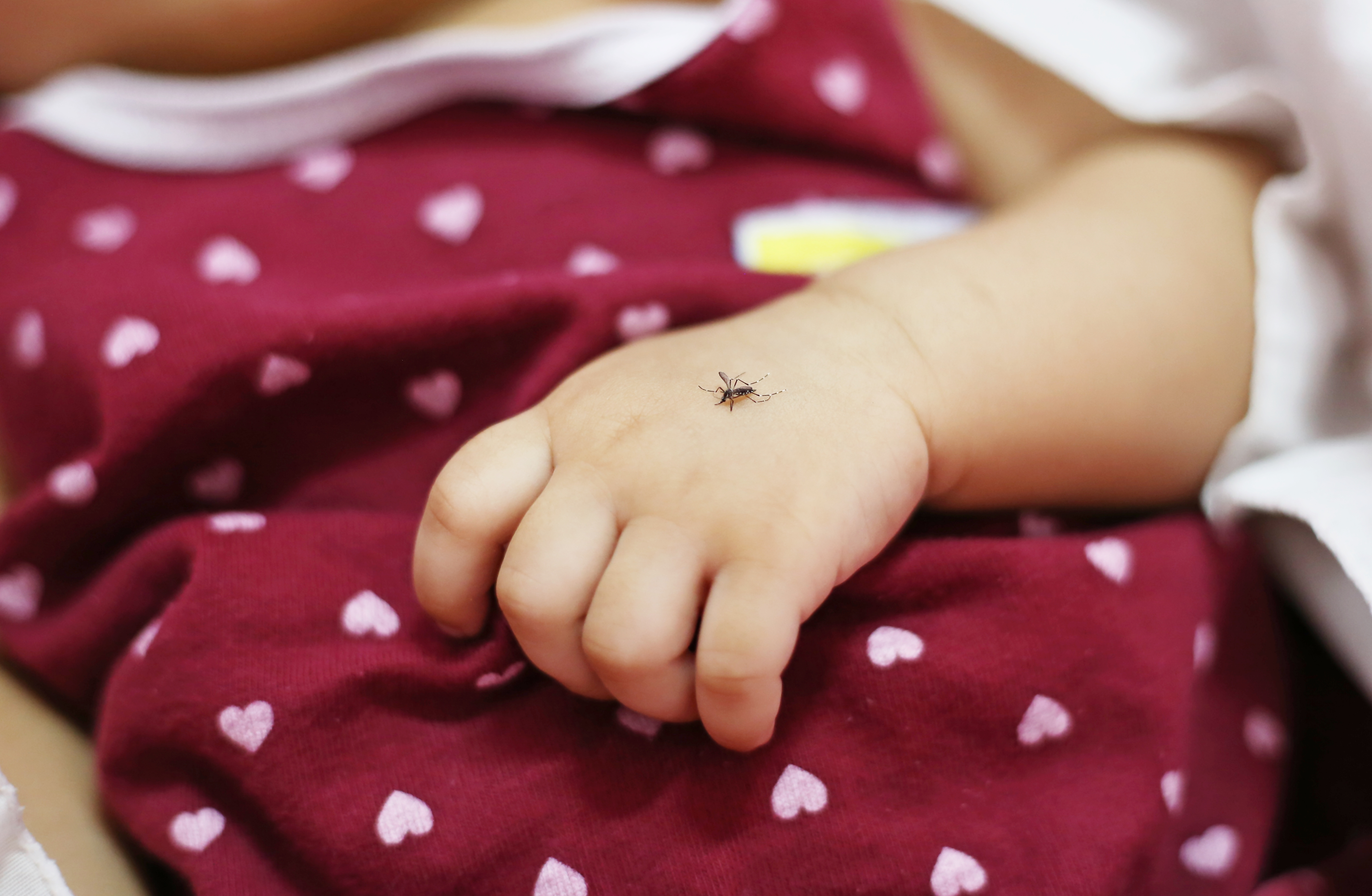 A mosquito sitting on a baby's hand