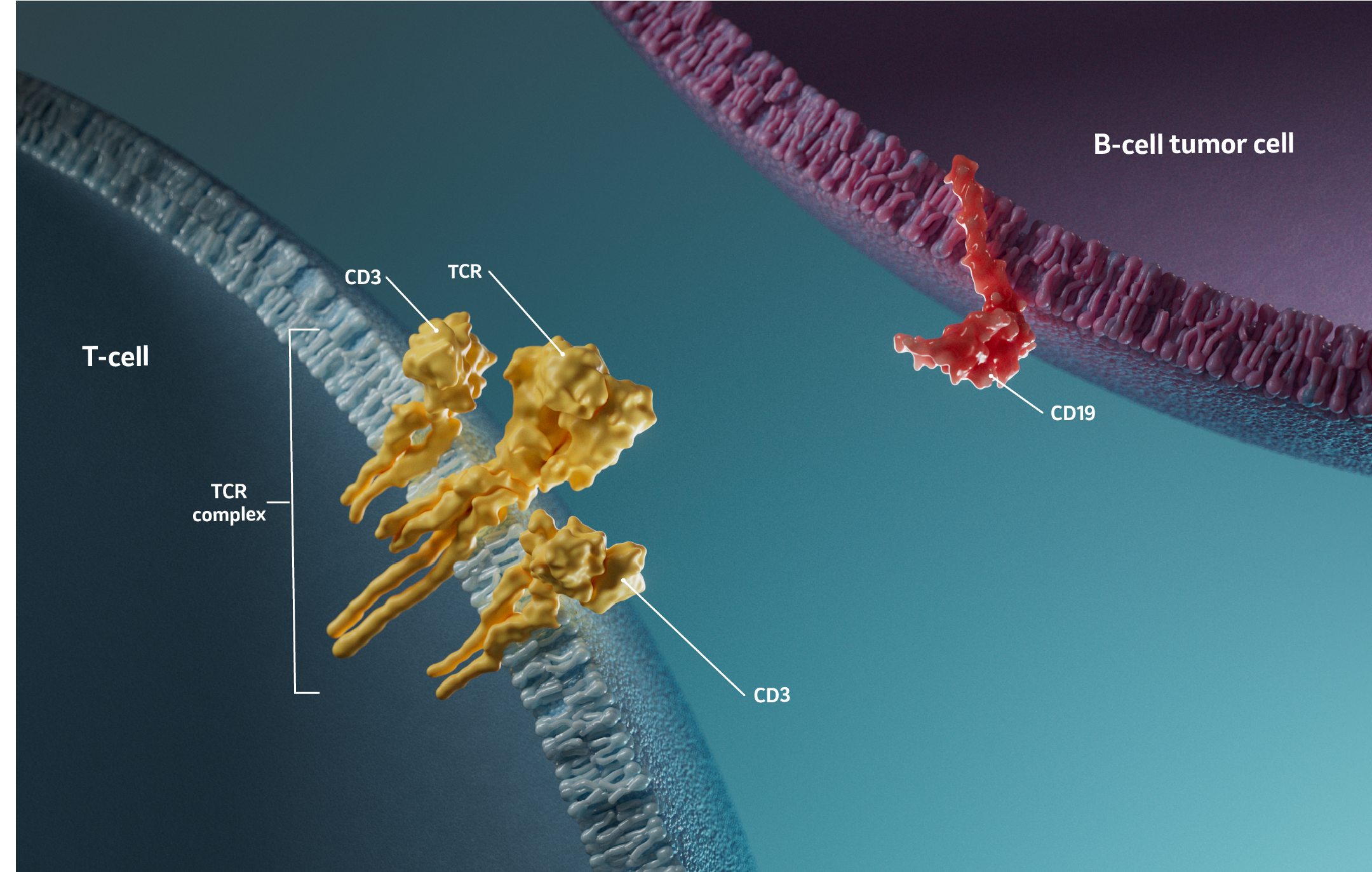 3-D depiction of T-cell with TCR complex and B-cell tumor cell with CD19 protein