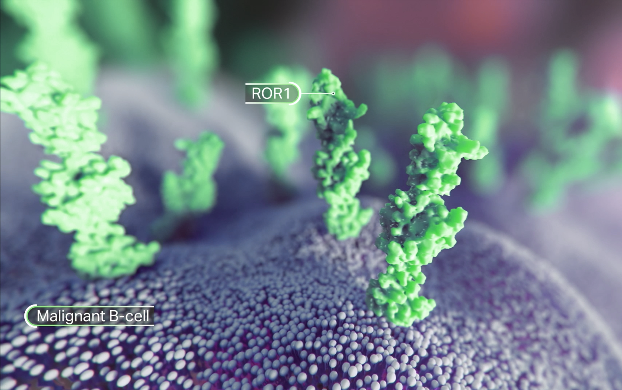 3-D depiction of ROR1 protein on a malignant B-cell
