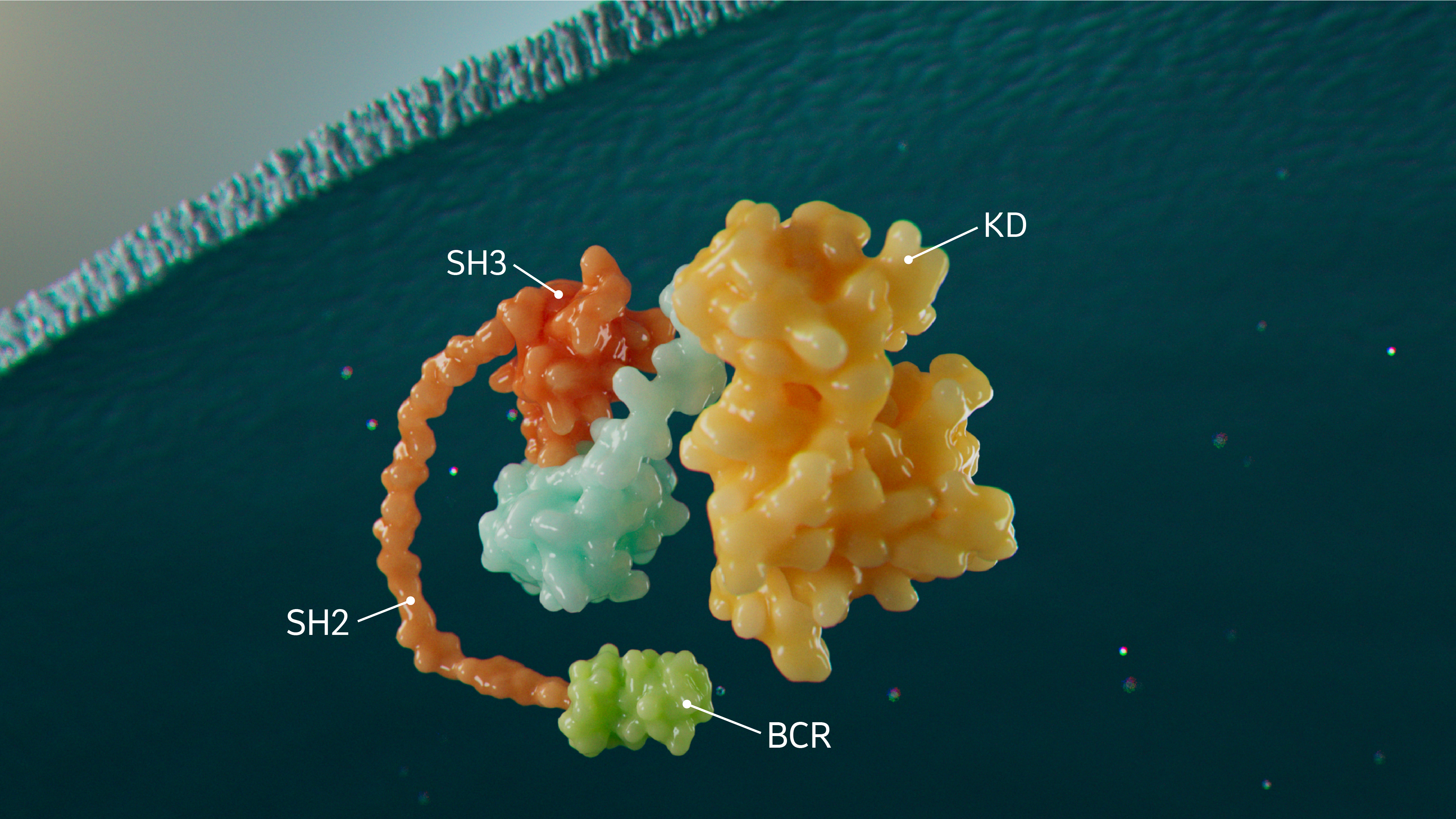 3-D depiction of BCR protein complex