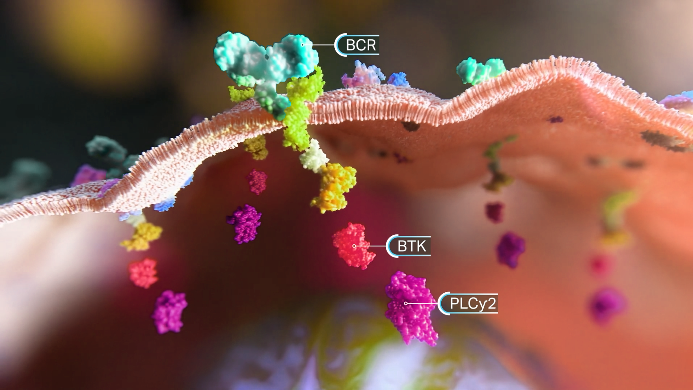 3-D depiction of BTK and PLCy2 in the BCR signaling pathway