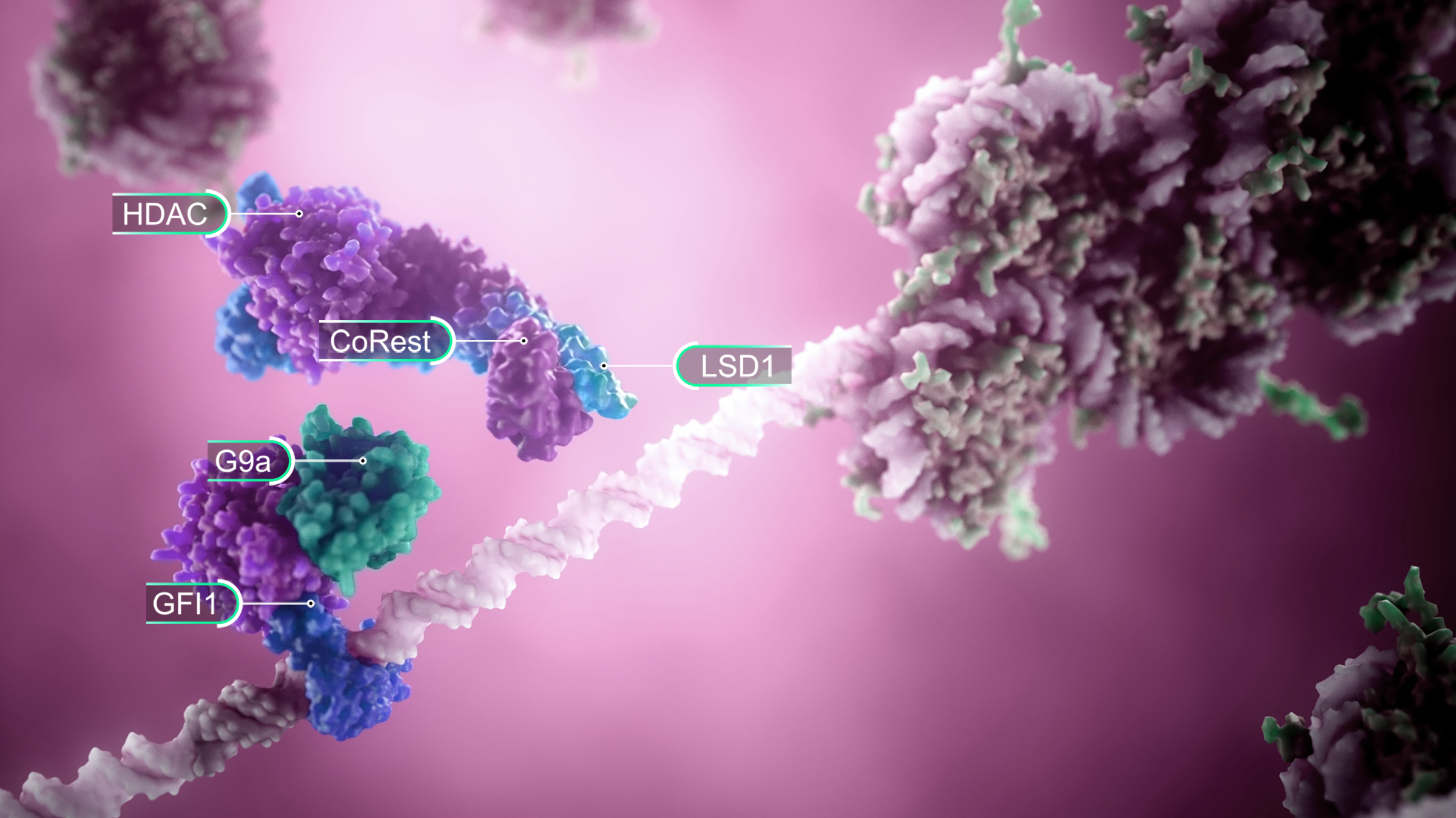 3-D depiction of LSD1 and transcription factors ahead of histone modification