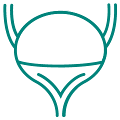 illustration of bladder